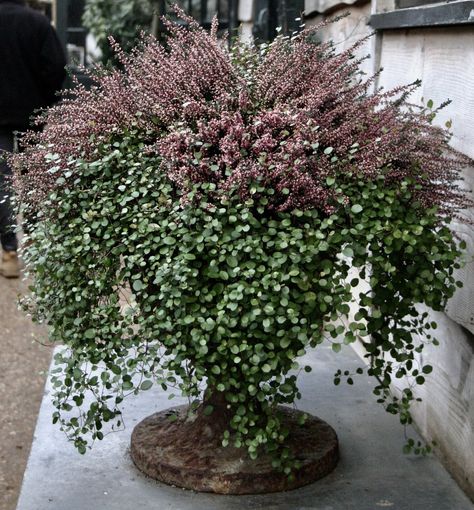 White Container Flowers, Winter Potted Plants, Florida Gardens, Winter Container Gardening, Fall Container Gardens, Winter Planter, Garden Obelisk, Porch Planters, Earthly Delights