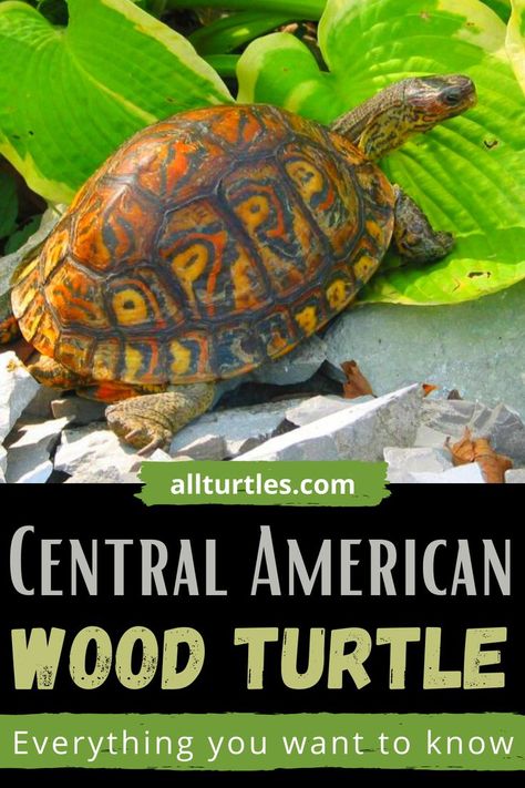 Turtle Species, Types Of Turtles, Turtle Facts, Turtle Names, Turtle Care, Wood Turtle, Pet Turtle, Tortoise Turtle, Terrapin