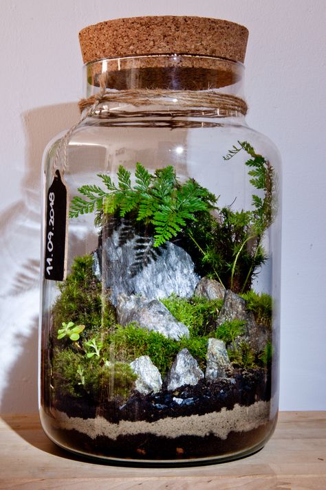 Plant Ideas Indoor, Indoor Plant Hacks, Indoor Plant Ideas, Closed Terrarium Plants, Plant Pot Indoor, Indoor Plants Styling, Terrarium Jar, Plants In Jars, Beautiful Terrariums