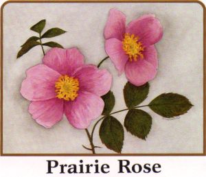 Prairie rose Wild Prairie Rose Tattoo, Prairie Flower Tattoo, Prairie Rose Tattoo, Wild Prairie Rose, Midwest Aesthetic, Shadow Man, Mastectomy Tattoo, Prairie Rose, Prairie Flower