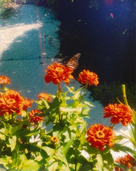 Monarch Butterfly Aesthetic Vintage, Monarch Butterfly Drawing Aesthetic, Monarch Butterfly Aesthetic, Nikita Core, Orange Flowers Aesthetic, Monarch Aesthetic, Butterflies Aesthetic Vintage, Monarch Butterfly Fairy, Split Personalities