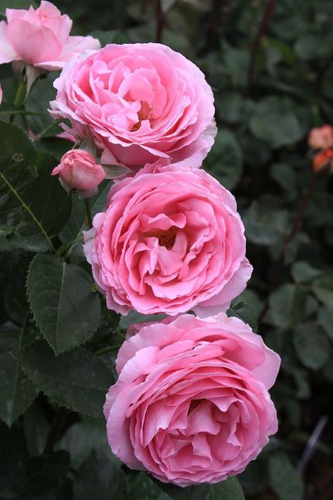 ‘Mum in a Million’, ('Ghita Renaissance') | Hybrid Tea Rose. Poulsen 2004 #hybridtearosespink