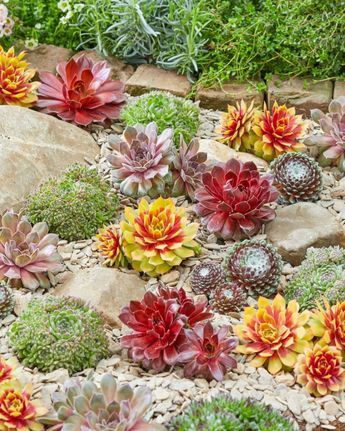 Sempervivum Ideas, Caring For Succulents Indoor, Outdoor Succulents, Succulent Garden Outdoor, Rainbow Succulent, Succulent Rock Garden, Mr Plant, Succulent Garden Landscape, Succulent Landscape Design