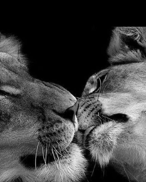 Lions In Love, Lion Couple, Regnul Animal, Lion Photography, Lion And Lioness, Lion Love, Lion Wallpaper, Lion Images, Lion Pictures