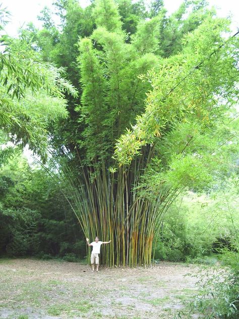 Bamboo Types, Bamboo Village, Bamboo Landscape, Giant Bamboo, Bamboo Species, Special Plants, Growing Bamboo, Bamboo Grass, Bamboo Plant