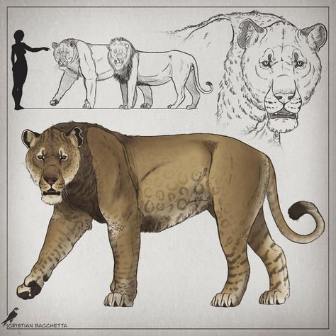 The American Lion🦁 (Panthera atrox) . . . The true king of lions itself, the American Lion was a gargantuan felid of the Panthera genus… | Instagram Ancient Lion, American Lion, Royal Animals, Panthera Leo, Prehistoric Wildlife, Monster Hunter Art, Cartoon Drawings Of Animals, Cute Reptiles, Ancient Animals