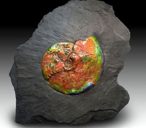 70 million year old (Cretaceous) ammolite fossil embedded in shale Rocks And Fossils, Geology Rocks, Pretty Rocks, Beautiful Rocks, Mineral Stone, Minerals And Gemstones, Rocks And Gems, Gems And Minerals, Stone Rocks