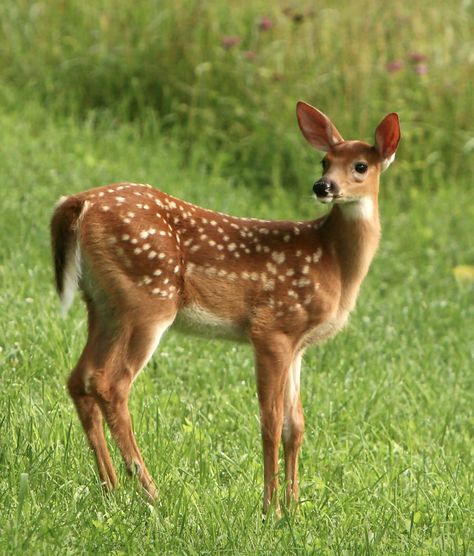 Meadow Animals, Fawn Photography, Road Photography, Wildlife Pictures, Typographic Art, Baby Animals Funny, Forest Friends, Animal Photography, Animals And Pets