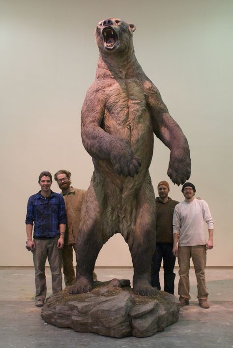 Short-faced Bear (Arctodus simus) reproduction sculpture - an extinct bear that inhabited North America during the Pleistocene epoch from about 1.8 Mya until 11,000 years ago. Prey Predator, Short Faced Bear, Prehistoric Wildlife, Education Science, Bear Animal, Ancient Animals, Paleo Art, Extinct Animals, Dinosaur Art