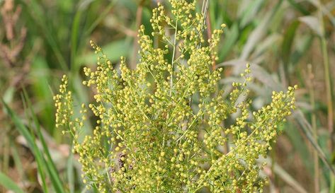 Grow & Use Sweet Annie - Hobby Farms Full Sun Annuals, Artemisia Annua, Peppermint Plants, Sweet Annie, Full Sun Plants, Sun Garden, Fragrant Plant, Sun Plants, Starter Plants