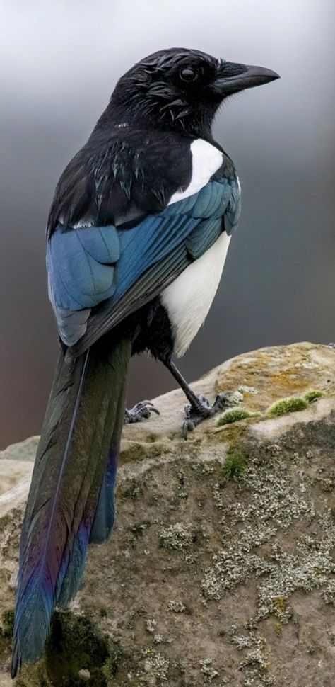 Magpies Bird, Magpie Photo, Bird Reference Photos, Magpie Aesthetic, Magpie Drawing, Black Billed Magpie, Magpie Photography, Magpie Painting, Cool Birds