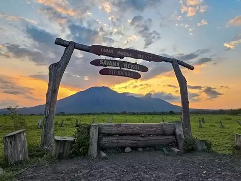 Baluran National Park: Wildlife and Scenic Landscapes Baluran National Park, African Plains, Mangrove Forest, East Java, Honeymoon Packages, Animal Species, Calm Water, Island Beach, Scenic Landscape