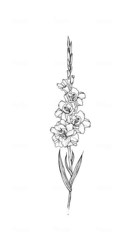 gladiolus flower line art tattoo design Flower Line Art Tattoo, Line Art Tattoo Design, Gladiolus Flower Tattoos, Flower Leg Tattoos, Gladiolus Tattoo, Art Tattoo Design, Pencil Tattoo, Line Art Tattoo, Tattoo Line