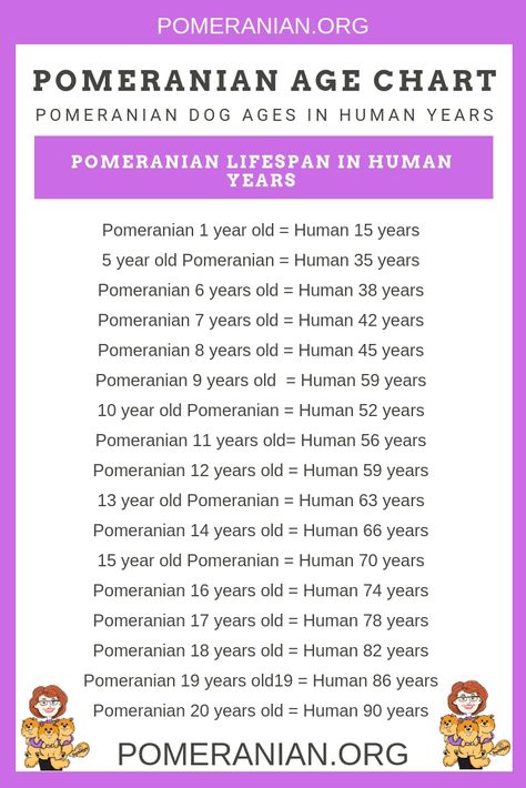 How Old Is Your Pomeranian? How do Pomeranians age, How Old Is Your Pomeranian dog ages in human years? Pomeranian age chart. #dochlaggie #pomeranians #pomeranians #pomeraniandogs Pomeranian Puppy Training, Pomeranian Training, Pomeranian Facts, Pom Mom, Pom Dog, Big Dog Breeds, Puppy Coats, Cute Pomeranian, Oldest Human