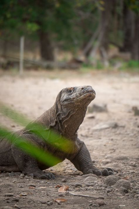 The world largest lizard, the Komodo Dragon, can weigh up to 70 kilograms, making it truly fearsome. It is found on only five islands – Flores, Gili Montag, Komodo, Padar, and Rinca. There are lots of places in the world where you get the opportunity to observe iconic animals in their natural surroundings. If you’ve dreamt of a going on a vacation where you can watch lions, tigers, elephants, giraffes, or gorillas, check out these destinations for animal lovers. Pulau Komodo, Komodo Dragons, Lizard Species, Big Lizard, Large Lizards, Labuan Bajo, Komodo National Park, Komodo Island, Komodo Dragon