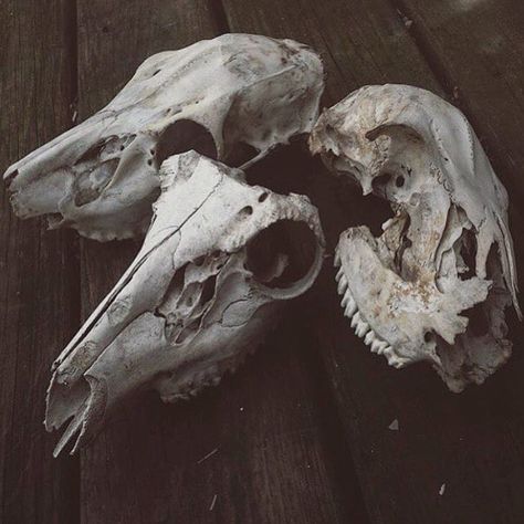 Forest Fern, Animal Skull, Vulture Culture, Skeleton Bones, Forest Theme, Animal Bones, Dark Gothic, Fox Art, Witchy Vibes