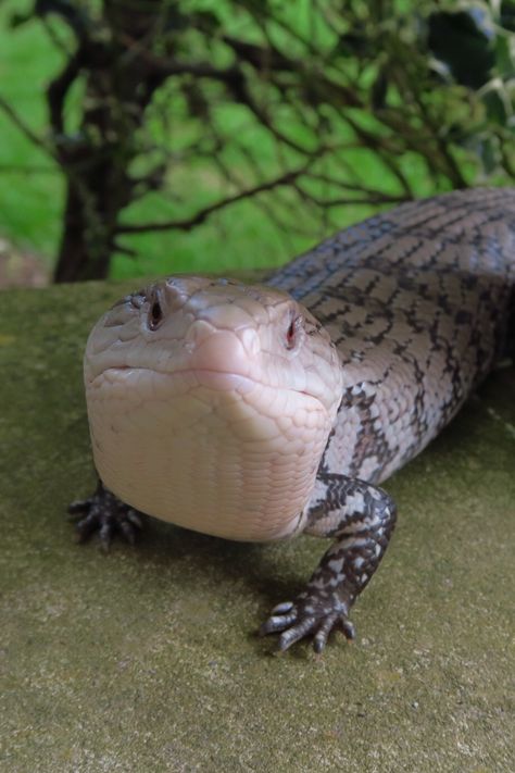 Looks like a Blue Tongue Lizard. Pet Reptiles, The Tongue, Reptiles, Pet, Health, Blue