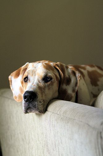 Animal Poses, Precious Animals, Canine Companions, Baby Dogs, Adorable Animals, Great Dane, Dog Portraits, Beautiful Dogs, Mans Best Friend