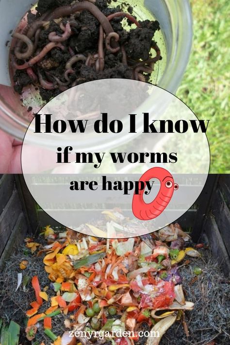 How can I tell my worms are happy in the bin? What are some ways to stop them from escaping? #worms #composting #redwigglers Vermiculture Worm Farm, Vermicomposting Worm Farm, Worm Farm Diy, Worm Beds, Worm Composting Bin, Making A Compost Bin, Garden Prepping, Worm Bin, Red Worms