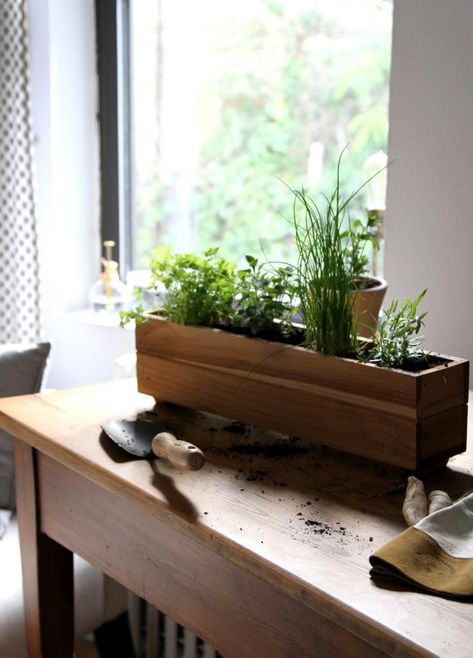 Cilantro + herbs window box Herb Garden Design, Window Box Herb Garden, Apartment Herb Gardens, Raised Garden Designs, Garden Renovation Ideas, Windowsill Herb Garden, Vertical Herb Gardens, Small Herb Gardens, Vertical Herb Garden