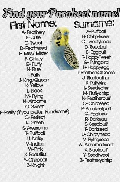 I made this myself cause i love parakeets- I'm Awesome Chirp- Tweet Parakeets Funny, Parakeet Names, Kiss Meaning, Talking Parrots, Budgie Parakeet, Budgies Bird, Parrots Art, Parrot Toys, Cute Names