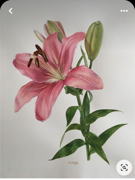 Lilies Watercolor Painting, Lilly Painting, Lily Flower Painting, Lilies Watercolor, Rose Watercolour, Watercolor Lily, Lily Watercolor, Lilies Drawing, Cinnamon Rose