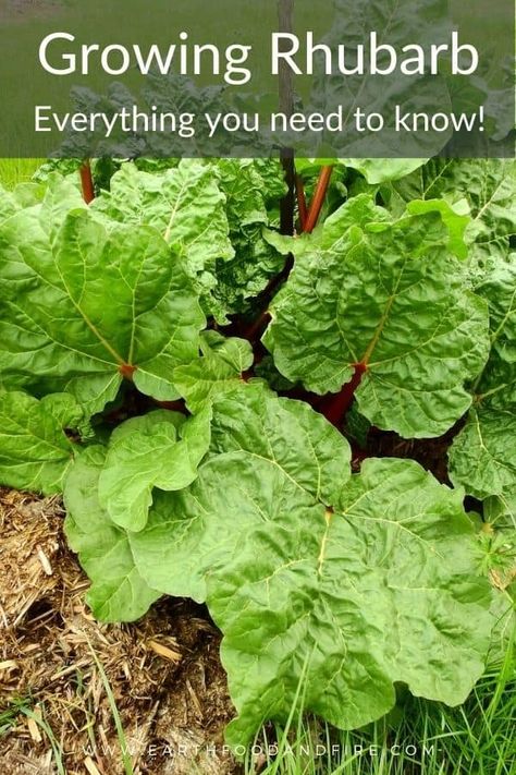 Growing Rhubarb, Easy Perennials, Rhubarb Plants, Growing Tomatoes In Containers, Perennial Vegetables, Vegetable Garden For Beginners, Creative Gardening, Hydroponic Gardening, Growing Tomatoes