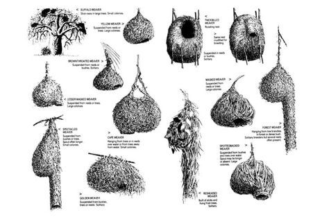 The shape of each pod is inspired by intensive research into the nests of different kinds of weaver birds - including buffalo weavers, masked weavers, and golden weavers. Weaver Bird Nest, Birds Nests, Small Bird Tattoo, Bird Quotes, Eco Architecture, Nest Design, Bird Silhouette, Bird Supplies, Birds Tattoo