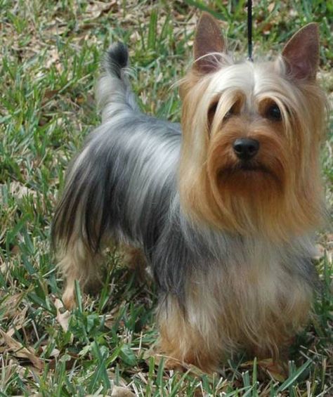 This is what my Marley would look like if we didn't cut his hair! Chug Dog, Australian Silky Terrier, Australian Terrier, Yorkie Terrier, Silky Terrier, Yorkshire Terriers, Yorkshire Terrier Puppies, Terrier Puppies, Terrier Puppy