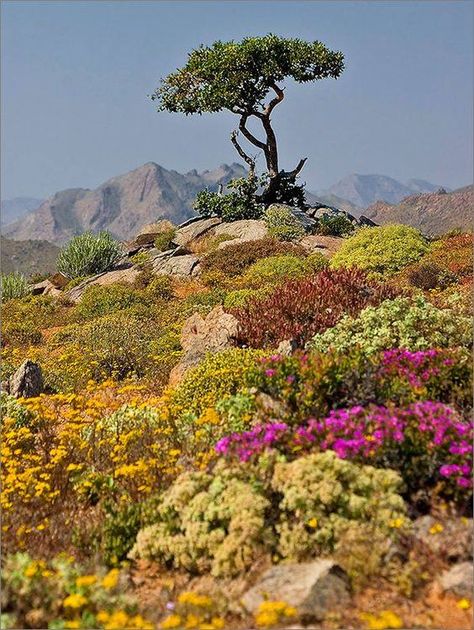 Composition Photo, Northern Cape, Africa Do Sul, Proudly South African, Lone Tree, Nature And Wildlife, Out Of Africa, Southern Africa, Beautiful Country