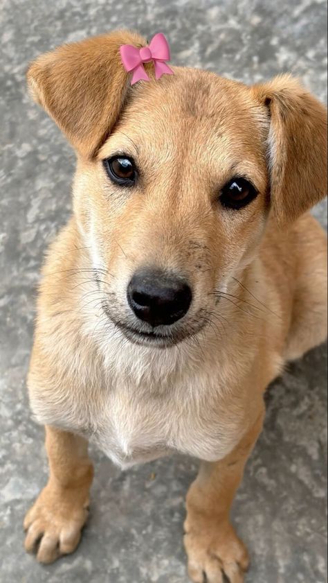 Aesthetic Dog Photos, Cute Street Dogs, Street Dogs Aesthetic, Indian Street Dog, Street Puppies, Street Animals, Indian Dog, Dog Snap, Dog Snapchats