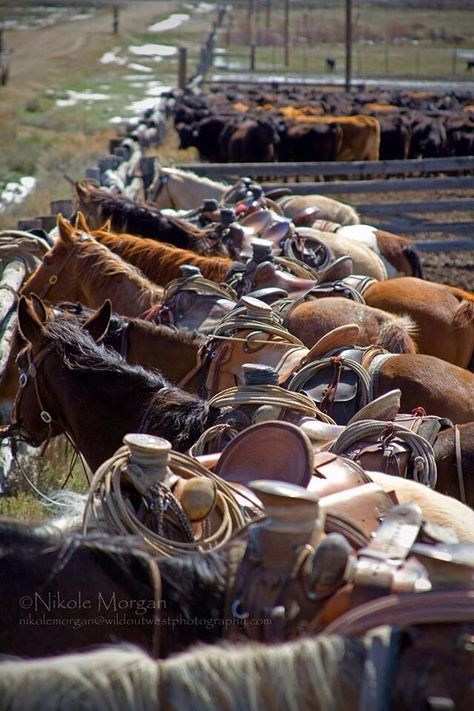 Beautiful Rodeo Life, Western Photography, Wilde Westen, Cowboy Horse, Western Life, Western Riding, Western Aesthetic, All The Pretty Horses, Horse Crazy