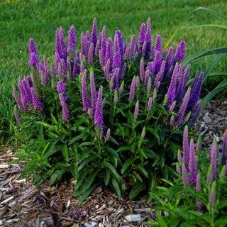 Veronica Purple Illusion, Purple Illusion, Veronica Plant, Perennials Flowers, Purple Perennials, Landscaping Trees, Landscape Plants, Best Perennials, Purple Plants