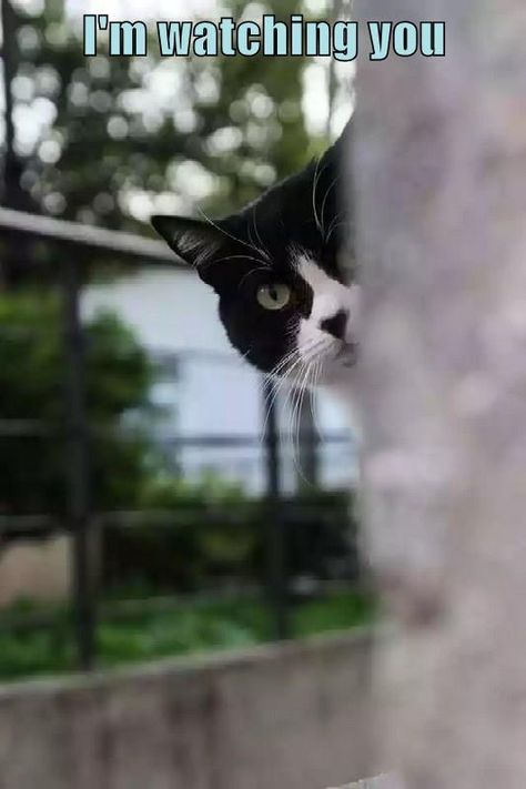 I'm watching you Funniest Cat, Funny Animals With Captions, Riverdale Memes, Tuxedo Cats, Cat Quotes Funny, Funny Cats And Dogs, Cat Facts, Funny Cat Memes, Funny Cat Pictures