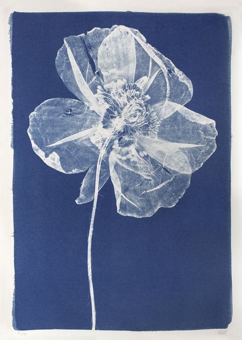 Cyjanotypia: 1844 r. Autor: Anna Atkins Cyanotype Process, Sun Prints, Artfully Walls, Artist Wall, Photo Processing, Antiques And Collectibles, Arte Inspo, Poppy Flower, Photo Canvas