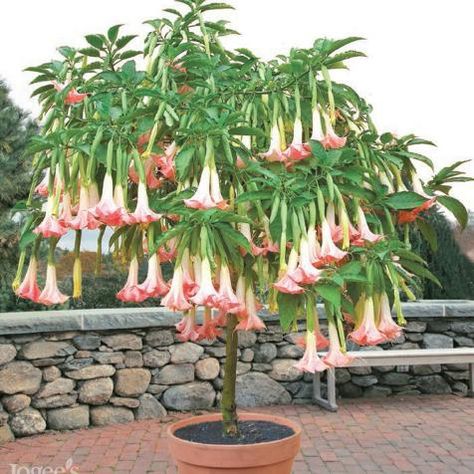 Trumpet Angel, Angel Trumpet Plant, Hgtv Garden, Angel Trumpet, Angel S, Bonsai Flower, Fast Growing Trees, Patio Plants, Bonsai Garden