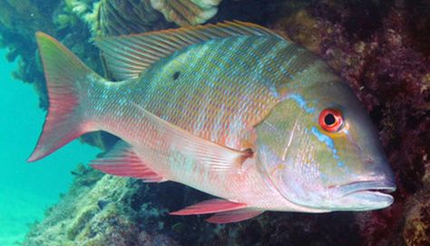 Lutjanus analis - mutton snapper Snapper Fish, Caribbean Sea, Underwater Photography, Sea Fish, Gulf Of Mexico, Ocean Life, Sea Life, Under The Sea, Painting Inspiration