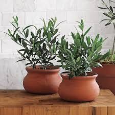 Terra Cotta Clay Pots, Terra Cotta Pots, Tree Seedlings, Blue Agave, Black Olives, Terracotta Clay, Potted Trees, Olive Trees, Olive Tree