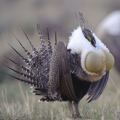 Sage Grouse, Wild Chicken, Fly Free, Unusual Animals, Extinct Animals, Game Birds, Beautiful Bird, Funny Birds, Big Bird