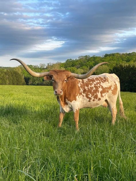 Long Horned Cow, Texas Longhorn Aesthetic, Texas Longhorn Drawing, Longhorn Aesthetic, Cows Highland, Cow With Horns, Cattle Pictures, Cow Care, Texas Long Horn