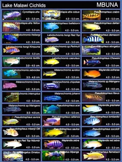 Lake Malawi Cichlids: Mbuna Mbuna Cichlids, African Cichlid Tank, African Cichlid Aquarium, Lake Malawi Cichlids, Cichlid Aquarium, Malawi Cichlids, Fish Mounts, Lake Malawi, Ikan Air Tawar