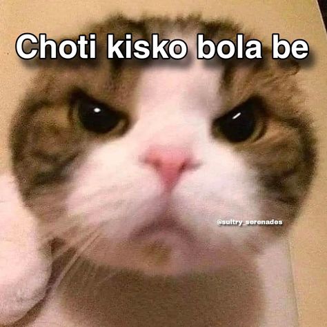 Funny Cats Pfp, Funny Dp For Instagram, Dp For Instagram, Funny Flirting Quotes, Cat Text, Funny Compliments, Funny Stickman, Funny Dp, Funny Dialogues