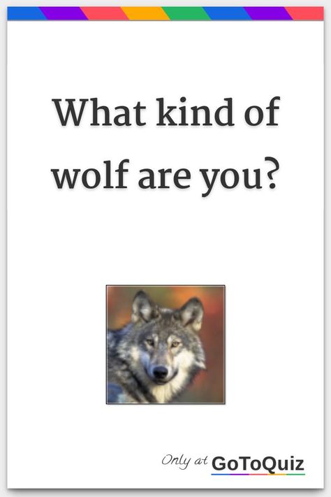 What Therian Am I, Red Wolf Therian, Wolf Quest Anniversary Edition, Gray Wolf Therian, Wolf Therian Tips, Wolf Types, Types Of Wolf, Black Wolf Therian, Northwestern Wolf