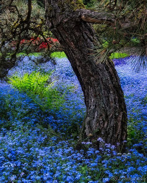 Forget- me- nots are the blue flowers under a pine tree.  Not in my yard but I love them. Backyard Trees, Wild Forest, Blue Garden, Trendy Flowers, Woodland Garden, Center Pieces, Garden Trees, Nature Images, Flower Photos