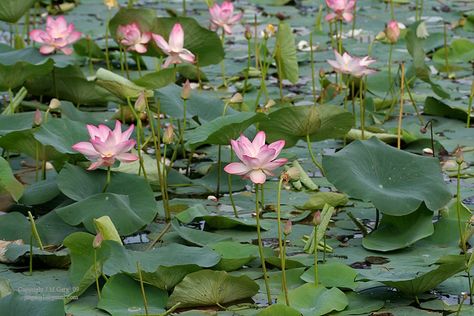 Interesting Facts About the Lotus Plant - Nelumbo nucifera Grow Lemongrass, Indian Lotus, Japanese Plants, Underwater Plants, Lotus Plant, Sacred Lotus, Creeping Jenny, Floating Plants, Pond Plants