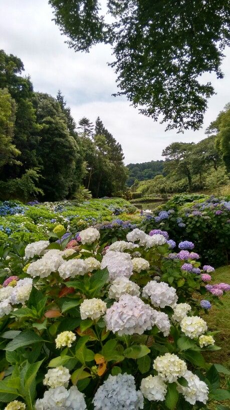 Trebah Gardens, Cornwall Cornwall Garden, Cornwall, Beautiful Places, Architecture, Water