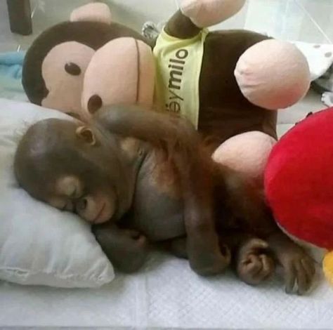 Hugs And Cuddles, Monkey Pictures, Monkey 3, Pet Monkey, A Monkey, Monkeys Funny, Cute Monkey, 웃긴 사진, Silly Animals