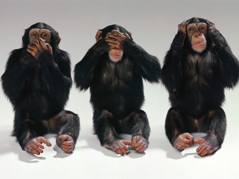 What? I don't see it. I can't hear it. I'm not telling you anything. Three Monkeys, Three Wise Monkeys, Ape Monkey, Monkey Wallpaper, Hear No Evil, Wise Monkeys, Speak No Evil, See No Evil, Monkeys Funny