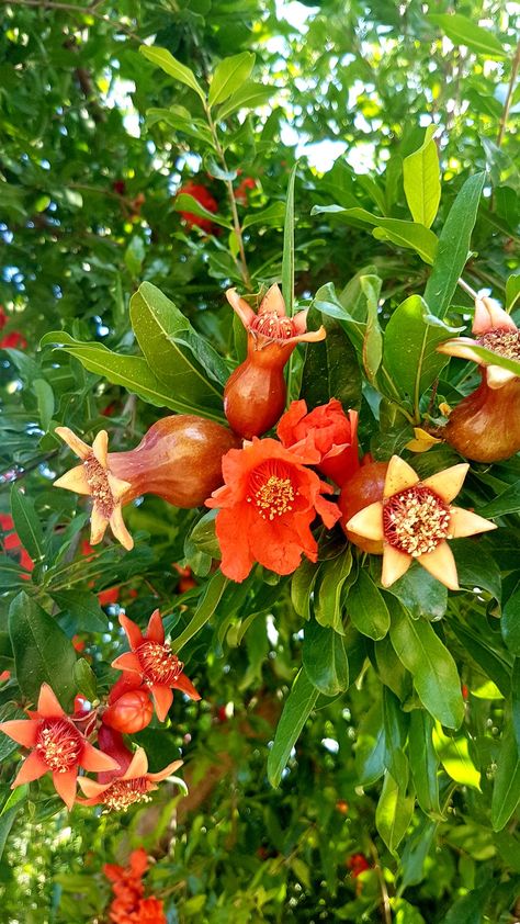 Pomegranate Pictures, Pomegranate Plant, Fruit Love, Vegetable Pictures, Pomegranate Design, Fruits Photos, Plant Fungus, Home Floral Arrangements, Fruit Painting