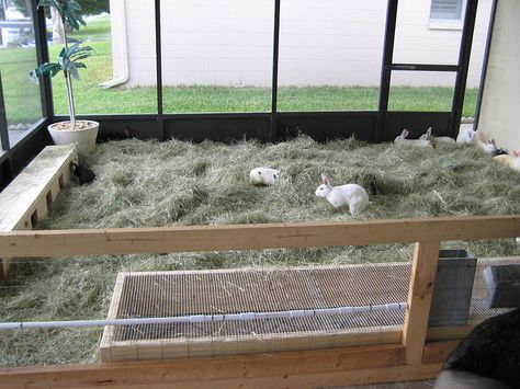 Here's another good shot of the whole enclosure.  The box in the front of the enclosure is a box that's 2' x 8'x 10" with 1/2" wire over it.  It's supposed to be a feeding and water "station" that will catch the majority of they're poop.  I will soon fill it with composting worms.  You can also see the PVC lines for the automatic watering system.  It's tied to a rain barrel just out of the shot. Rabbit Colony, Raising Rabbits For Meat, Rabbit Pen, Rabbit Enclosure, Rabbit Habitat, Rabbit Farm, Meat Rabbits, Raising Rabbits, Rabbit Breeds